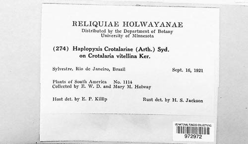Uropyxis crotalariae image